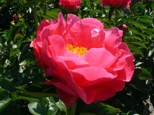 Paeonia Paula Fay